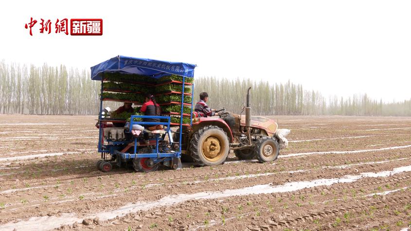 新疆拜城：7万余亩色素辣椒移栽工作全面铺开