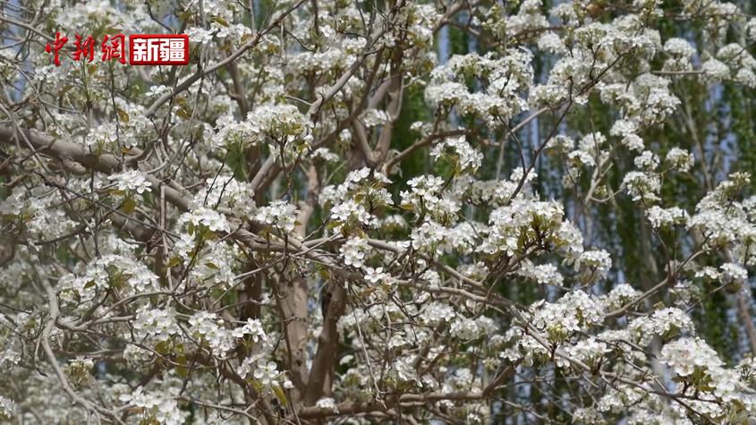 新疆库车市7.4万亩香梨迎来盛花期
