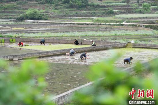 图为在黄平县野洞河镇的田间，村民们正在田间忙碌。陈孝新 摄