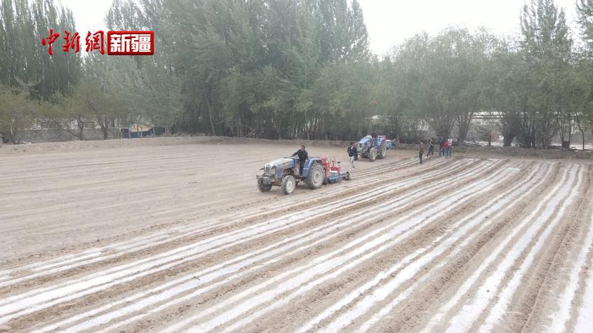 新疆乌什县：24.5万亩玉米火热播种