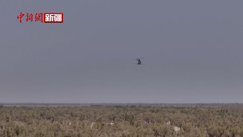 新疆库车市对20万亩胡杨林进行空中飞防作业