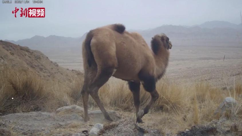 新疆：野峰驼、藏野驴等珍稀动物“组团”出没