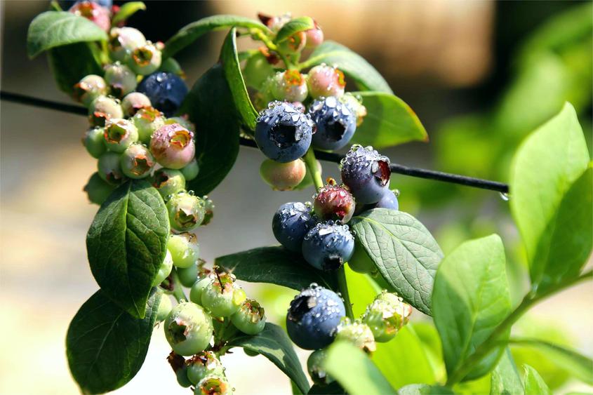 种植大棚蓝莓 绘就致富“莓”好蓝图