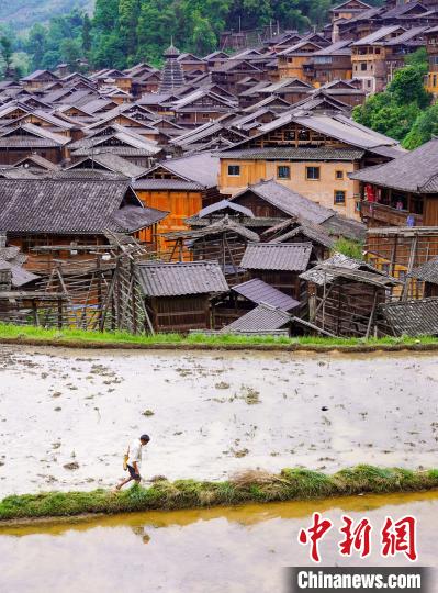 图为贵州省从江县高增乡占里村，一位村民从蓄满水的农田走过。卢忠南 摄