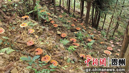贵州册亨县秧坝镇是林业大镇 通过在林下种植生长周期短、价值高的灵芝，释放林地更多效益。