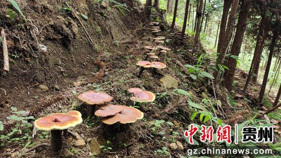图八 贵州册亨县秧坝镇是林业大镇 通过在林下种植生长周期短、价值高的灵芝，释放林地更多效益。