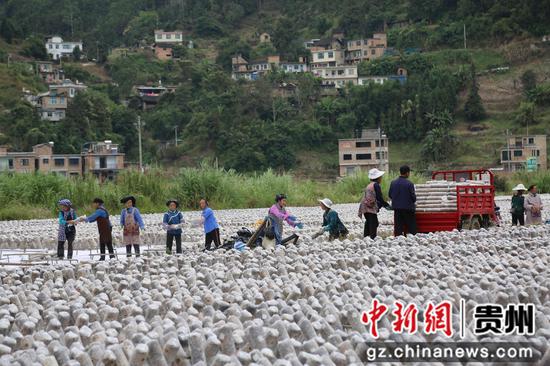 贵州省册亨县秧坝镇采取“粮食+木耳”轮作模式，大季种植水稻、小麦等粮食作物，小季种植黑木耳，激发土地更多潜力。