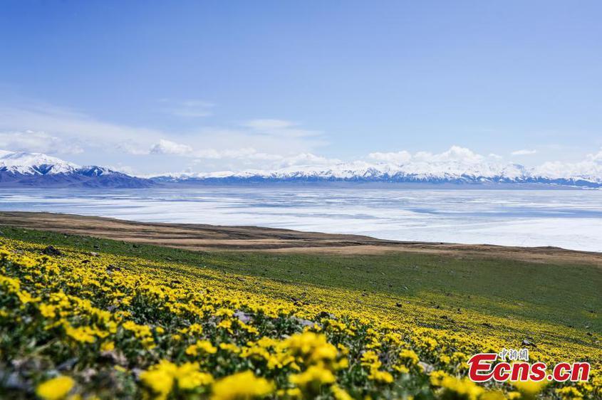 Blooming flowers along the shore of the Sayram Lake, adding colors to the alpine lake in northwest China's Xinjiang Uyghur Autonomous Region. (Photo: China News Service/Zhong Dawei)