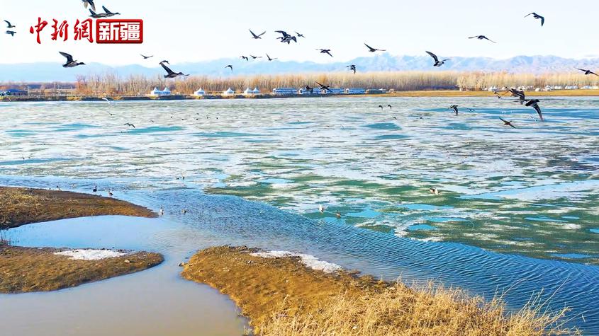 新疆阿勒泰市：冰雪消融 候鸟春归