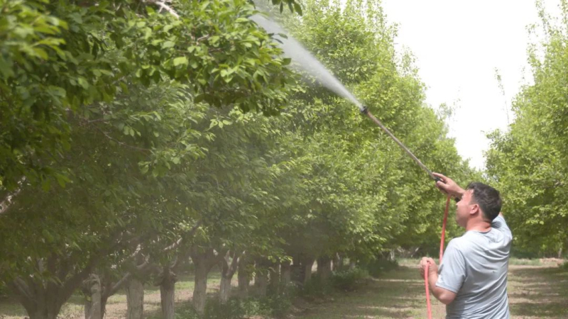 4月27日，伽师县英买里镇巴什兰干村新梅基地内，新梅树排列整齐，绿油油的幼果挂满枝头。村民鲁克木·克日木在技术员的悉心指导下，正忙着对新梅树进行叶面施肥作业。