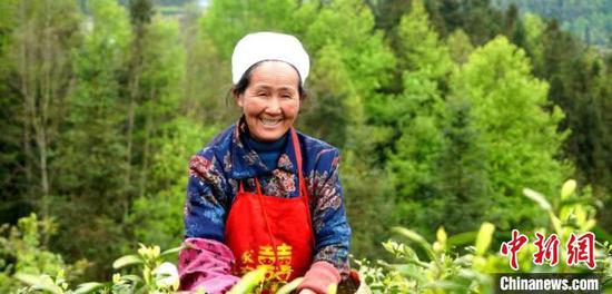 图为村民在贵州省沿河土家族自治县中寨镇志强村“白叶一号”茶园采摘茶叶。麻占江 摄