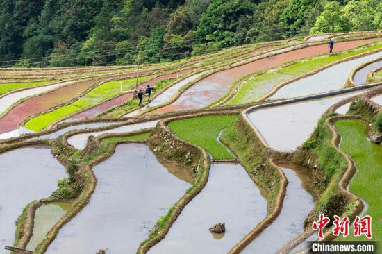 在从江县加榜乡党扭村，村民挑着农家肥从梯田上走过。吴德军 摄