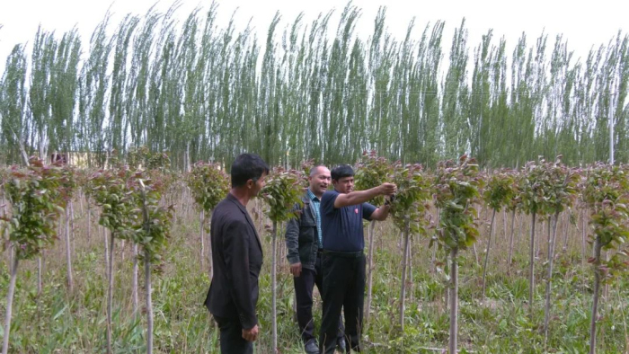 特色苗圃种植成为新疆伽师县乡村振兴的新引擎