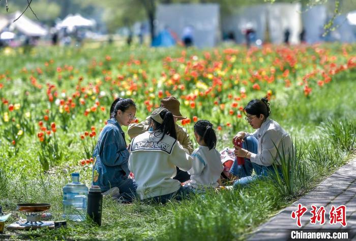 民众在盛开的郁金香花田旁野餐。中新网记者 刘新 摄