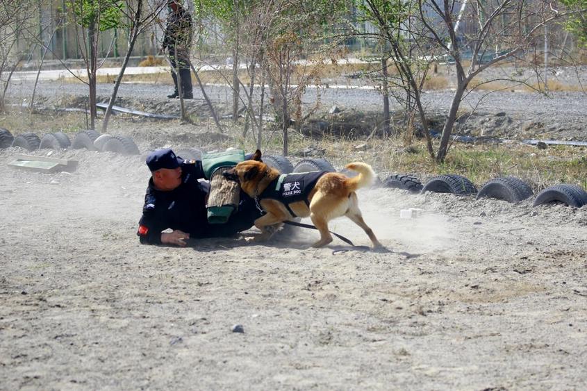 走进警犬训练营 解锁警犬训练日常