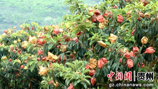 枇杷挂满枝头 枇杷挂满枝头