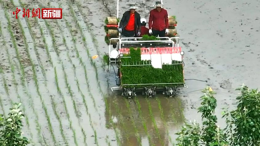 新疆温宿：8万余亩水稻拉开插秧序幕