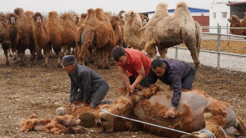 新疆柯坪县4.3万峰骆驼迎来采绒高峰期