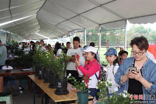 茉莉花“1+9”展销  陈国海 摄