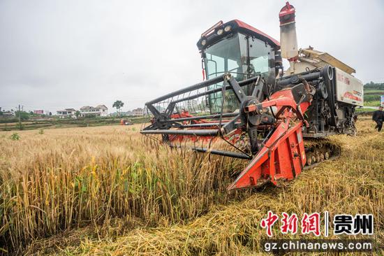 2024年5月8日，在贵州省毕节市纳雍县玉龙坝镇，村民驾驶农机在田间收割小麦。