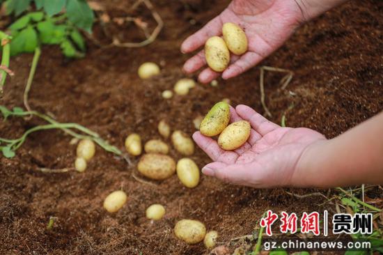 5月7日，工作人员在位于威宁自治县的中垦薯业马铃薯种薯培育基地展示马铃薯原原种。