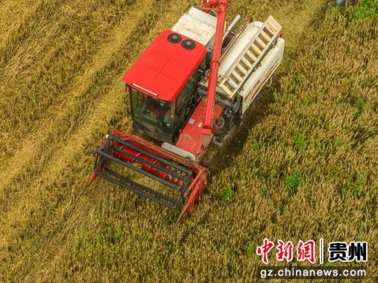 2024年5月8日，在贵州省毕节市纳雍县玉龙坝镇，村民驾驶农机在田间收割小麦。