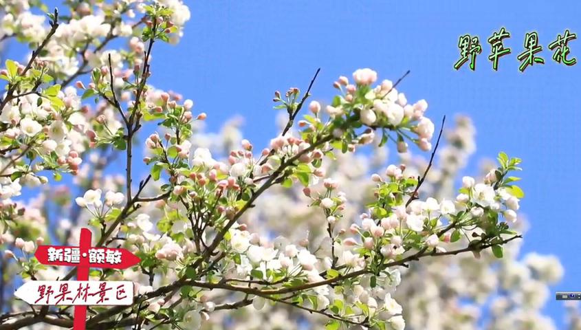 新疆额敏县野果林景区花开正好，等你打卡！