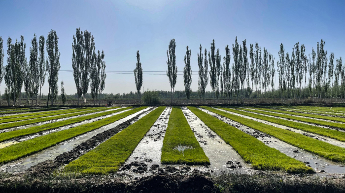 新疆喀什市1.3万亩海水稻进入播种期