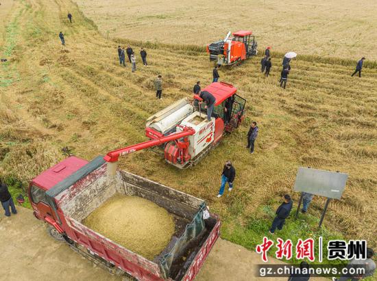 2024年5月8日，在贵州省毕节市纳雍县玉龙坝镇，村民将收割的麦粒装车。