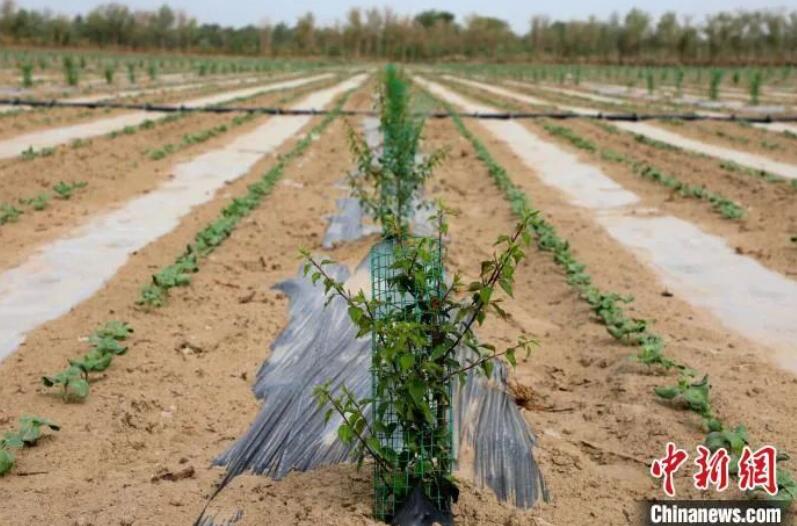 乡村振兴 | 高标准示范园助推林果业提质增效