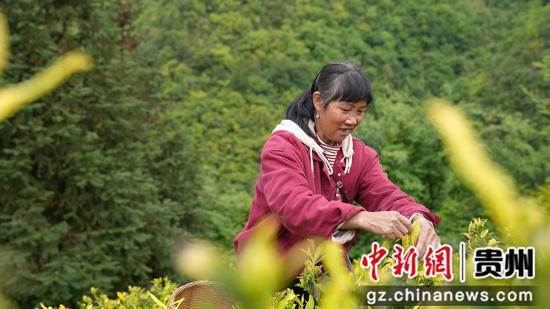 工人正在采摘茶叶。陈敏 摄 工人正在采摘茶叶。陈敏 摄