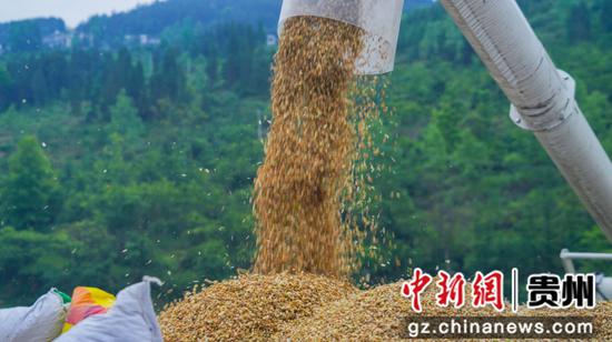 一粒粒颗粒饱满的小麦