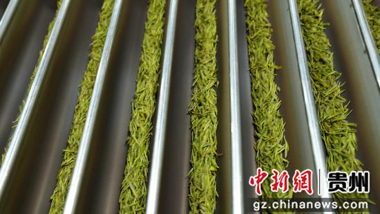 茶叶加工。孙磊 摄 茶叶加工。孙磊 摄