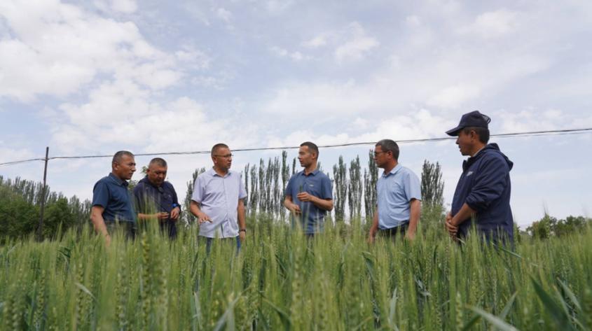 新疆柯坪县5.5万亩冬小麦长势喜人 静待丰收