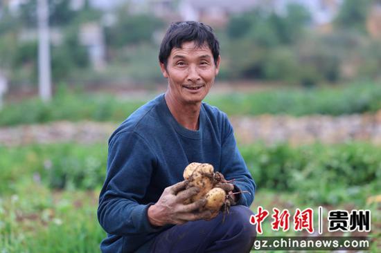 2024年5月12日，贵州省毕节市威宁自治县中水镇的村民们正在采收早熟马铃薯。