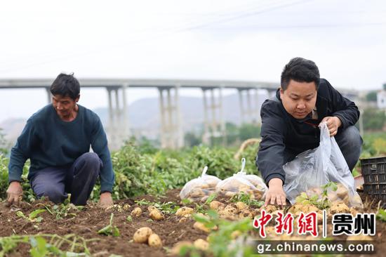 2024年5月12日，贵州省毕节市威宁自治县中水镇的村民们正在采收早熟马铃薯。