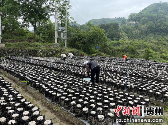 村民们忙碌地采摘黑木耳 村民们忙碌地采摘黑木耳