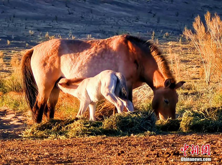 新疆卡拉麦里自然保护区野马进入繁殖季