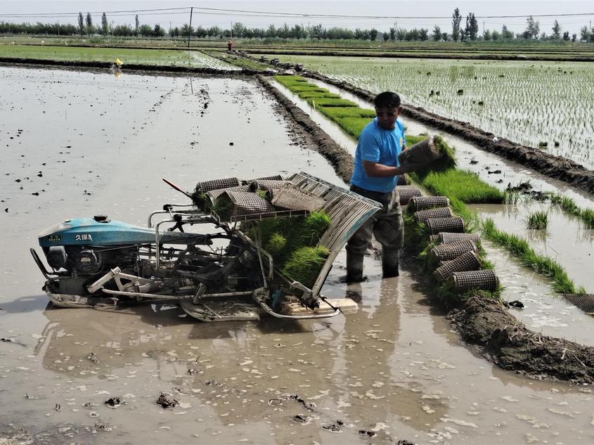 新疆察布查尔县7万亩水稻插秧工作全面展开