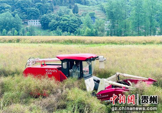 利用收割机收割油菜。