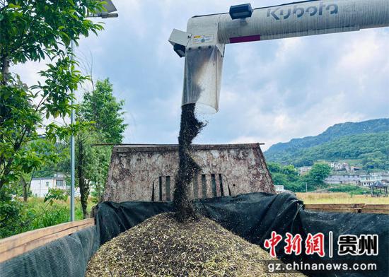 经过收割机脱粒处理的油菜籽。