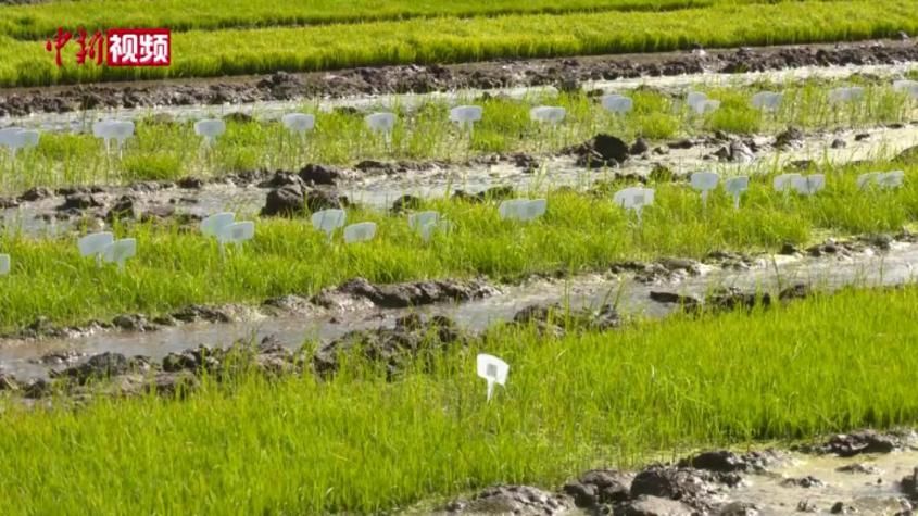 无人机直播助力新疆喀什万余亩海水稻播种插秧