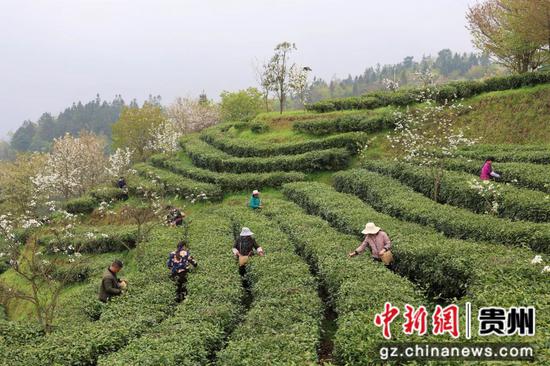 茶农在普定县绿源茶叶专业合作社的茶叶种植基地采摘茶叶