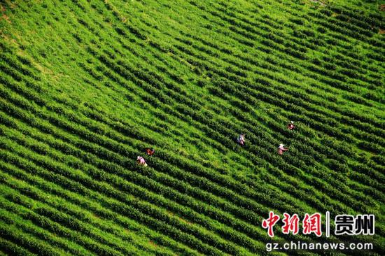 贵州普定：以茶赋能县域经济高质量发展
