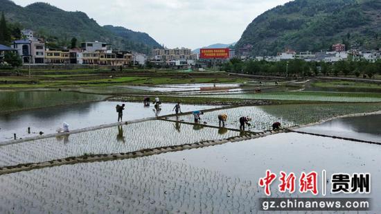 茅坝镇官院坝区,随处可见一幅“农户田间织丽景”的繁忙景象 茅坝镇官院坝区,随处可见一幅“农户田间织丽景”的繁忙景象