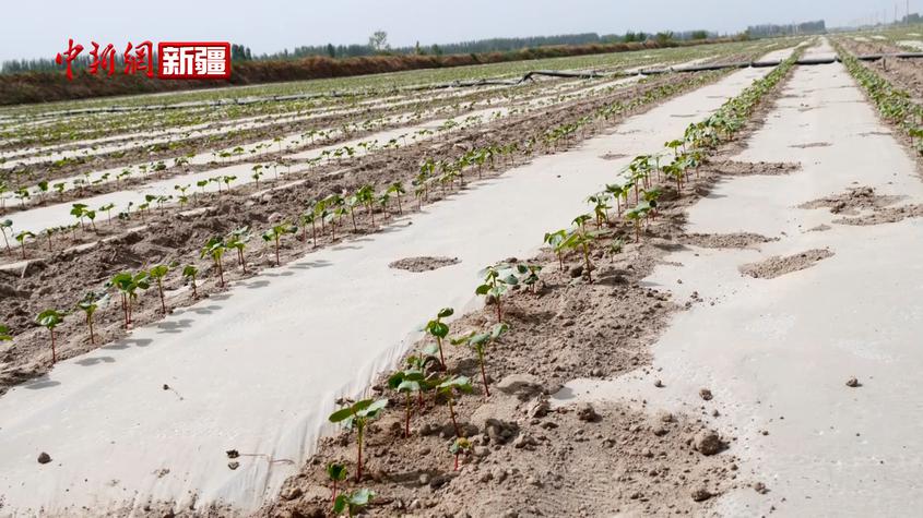 新疆沙雅：棉花出苗显行好 又添新绿丰收景