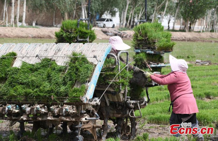 Farmers work on a rice seedling transplanter in a saltwater rice field in Kashgar, northwest China's Xinjiang Uyghur Autonomous Region, May 13, 2024. (Photo: China News Service/Sun Tingwen)