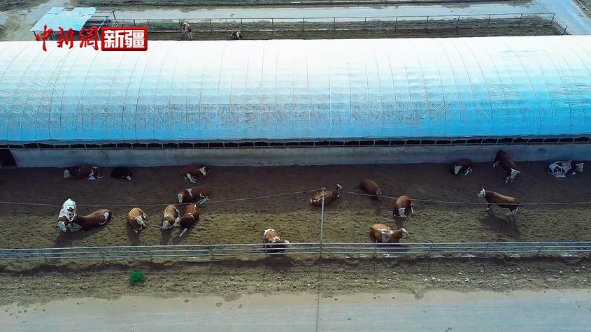 新疆温宿：打开“致富门” 生活“牛”起来