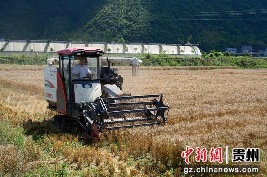 贵州绥阳：冬小麦喜获丰收