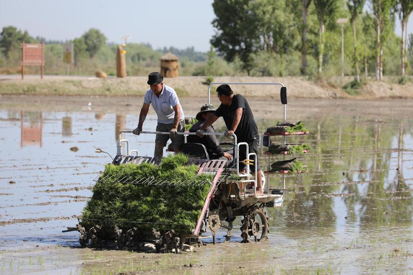 机械化插秧助力新疆莎车县万亩水稻种植迈向高效农业